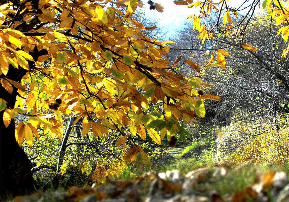 Holidays on the farm Kircherhof – Autumn colours in Val d‘Isarco